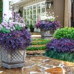 Purple Daydream® Dwarf Loropetalum -Green Plant Store Purple Daydream Loropetalum 3