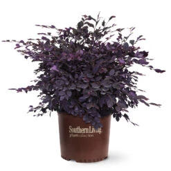 Purple Diamond® Semi-Dwarf Loropetalum -Green Plant Store Purple Diamond loropetalum 6