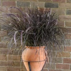 Purple Fountain Grass -Green Plant Store Purple Fountain Grass 1