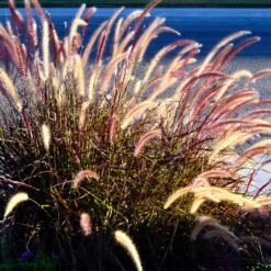 Purple Fountain Grass -Green Plant Store Purple Fountain Grass 2