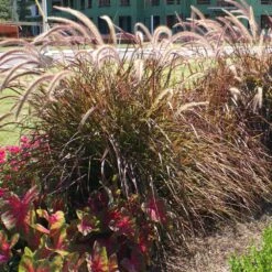 Purple Fountain Grass -Green Plant Store Purple Fountain Grass 4 FGT