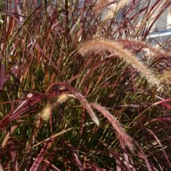 Purple Fountain Grass -Green Plant Store Purple Fountain Grass 5