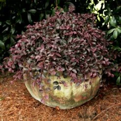 Purple Pixie® Dwarf Weeping Loropetalum 10 Purple Pixie® Dwarf Weeping Loropetalum -Green Plant Store Purple Pixoe Loropetalum 2