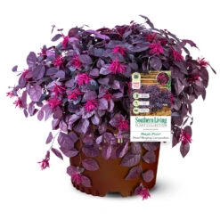 Purple Pixie® Dwarf Weeping Loropetalum 12 Purple Pixie® Dwarf Weeping Loropetalum -Green Plant Store Purple Pixoe Loropetalum 3