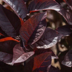 Purple Plunge Weeping Plum Tree -Green Plant Store Purple Plunge 9