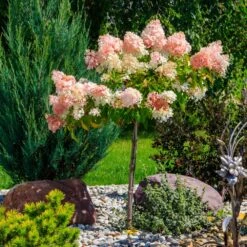 Quick Fire® Hydrangea Tree 9 Quick Fire® Hydrangea Tree -Green Plant Store QyuickFire Hydrangea 1