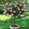 Rainbow Knock Out® Rose Tree -Green Plant Store Rainbow Knock Out Rose Tree 350 THUMBNAIL FGT