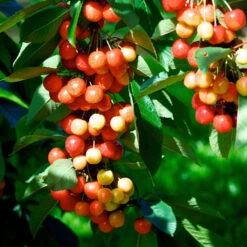Rainier Cherry Tree -Green Plant Store Rainier Cherry Tree 2 FGT e7faac33 9005 4201 904b 00d7c27600fd