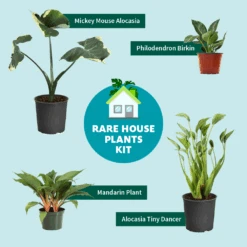 Rare House Plant Kit -Green Plant Store RareHousePlantKitGraphic