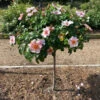 Raspberry Kiss™ Rose Tree -Green Plant Store Raspberry Kiss Rose tree BB 600x600 e3ca4c8c 700e 49a6 929f edfb8e3cdb42