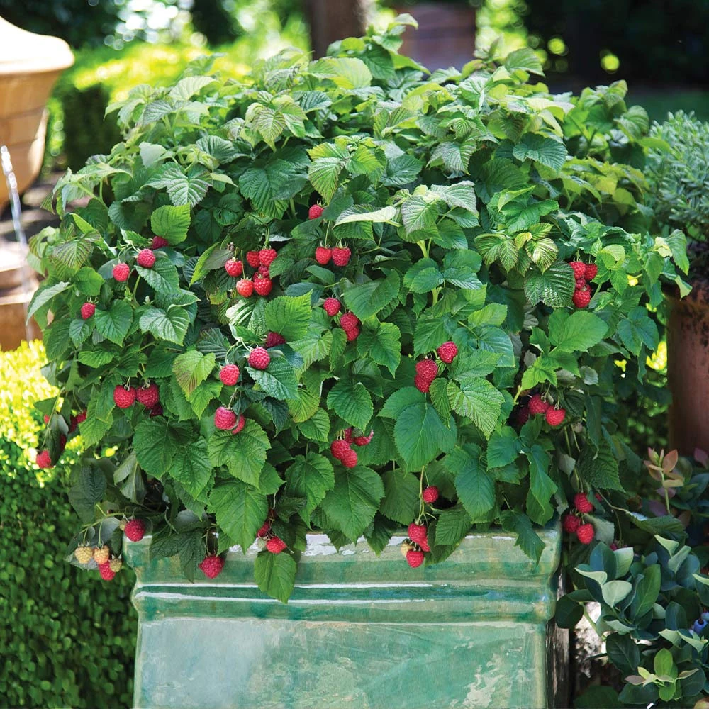 Bushel And Berry® Raspberry Shortcake® Bush 4 Bushel And Berry® Raspberry Shortcake® Bush - Image 2