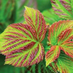 Bushel And Berry® Raspberry Shortcake® Bush 9 Bushel And Berry® Raspberry Shortcake® Bush -Green Plant Store Raspberry Shortcake 4