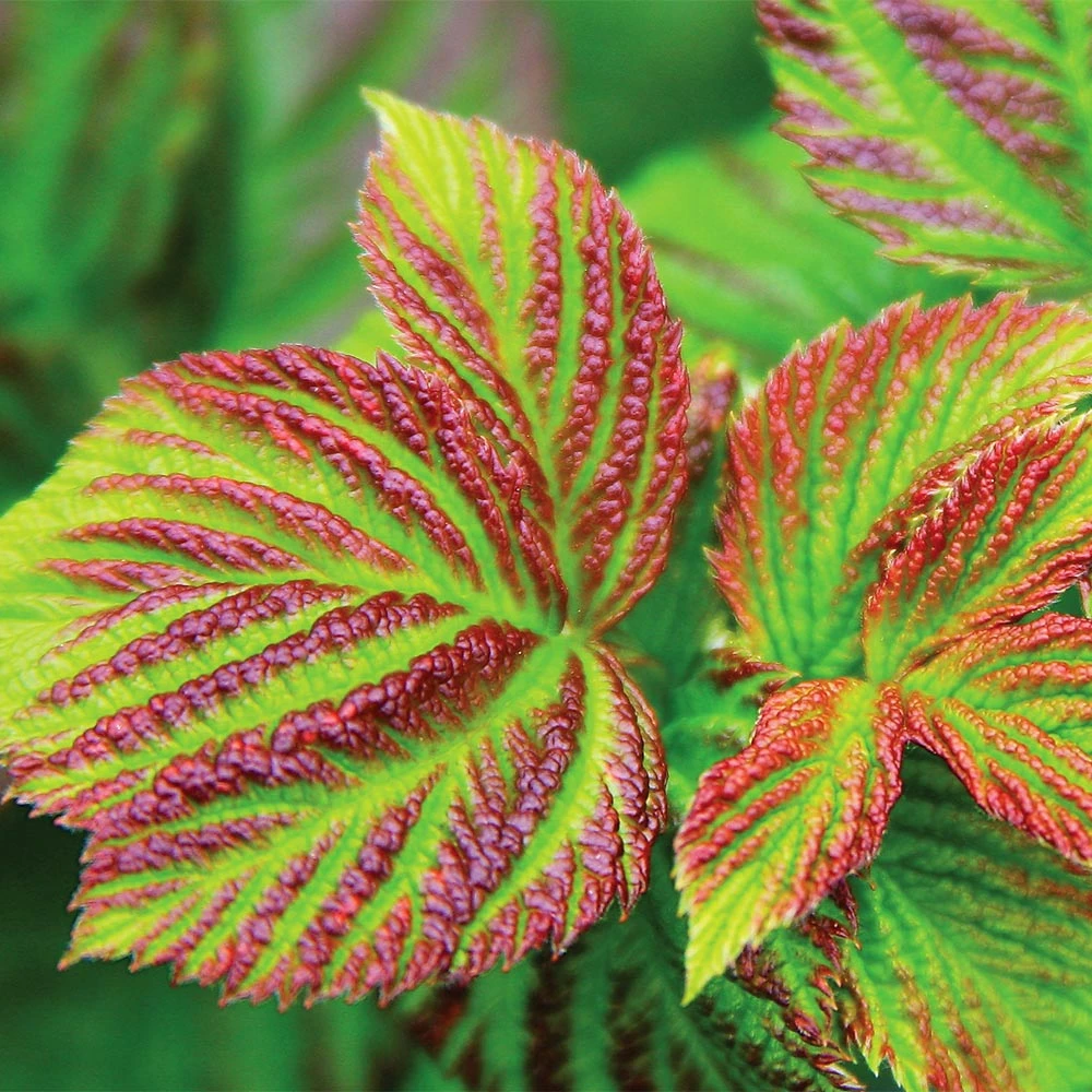 Bushel And Berry® Raspberry Shortcake® Bush 5 Bushel And Berry® Raspberry Shortcake® Bush - Image 3