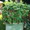 Bushel And Berry® Raspberry Shortcake® Bush -Green Plant Store Raspberry Shortcake FGT 600x600 edb63ed1 c16d 4d68 b722 da3bd8e6cc21