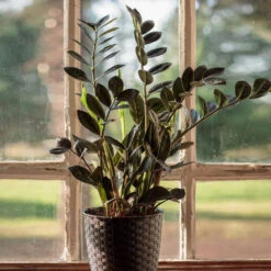 Raven ZZ Plant 7 Raven ZZ Plant -Green Plant Store Raven ZZ 1