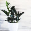 Raven ZZ Plant -Green Plant Store Raven ZZ BB 600x600 b6f6ece1 5fb4 4bf9 b5ac c2753ec22170