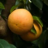 Ray Ruby Grapefruit Tree 1 Ray Ruby Grapefruit Tree -Green Plant Store Ray Ruby 3 600x600 dcf928f3 a29b 418f 8220 5b20e13dc0cf