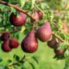 Red Bartlett Pear Tree -Green Plant Store Red Bartlet Pear BB 600x600 21bb8d09 e20b 4c1c 80fa 90d31e252950