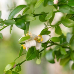 Red Finger Lime Tree 9 Red Finger Lime Tree -Green Plant Store Red FInger Lime 2 6caf0467 1911 48e7 a9fa babb0a6fffe5