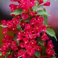 Red Prince Weigela Tree -Green Plant Store Red Prince Wegeila 1 FGT