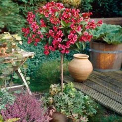 Red Prince Weigela Tree