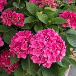 Red N' Pretty® Hydrangea Shrub -Green Plant Store Red and Pretty Hydrangea 2