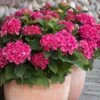 Red N' Pretty® Hydrangea Shrub -Green Plant Store Red and Pretty Hydrangea 600x600 9d08c0b6 dc05 4572 a857 ba0df3f30de7