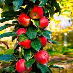 North Pole Columnar Apple Tree -Green Plant Store Red Columnar Apple 3