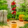 North Pole Columnar Apple Tree -Green Plant Store Red Columnar Apple FGT 600x600 e47a1048 34b5 4ec4 a667 9e4025eb58f5