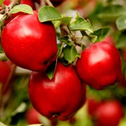 Apple Pollinator Pack 10 Apple Pollinator Pack -Green Plant Store Red Delicious Apple 1