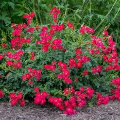 Red Drift® Rose 7 Red Drift® Rose -Green Plant Store Red Drift Rose 1