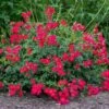 Red Drift® Rose 2 Red Drift® Rose -Green Plant Store Red Drift Rose FGT 600x600 76ecb9b7 065a 4805 b83c c7846093451b