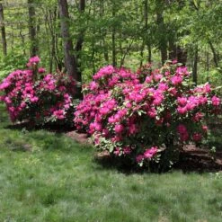Red Rhododendron Shrub 9 Red Rhododendron Shrub -Green Plant Store Red Rhododendron 1 FGT