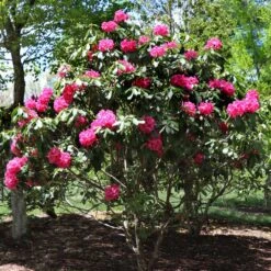 Red Rhododendron Shrub 10 Red Rhododendron Shrub -Green Plant Store Red Rhododendron 3