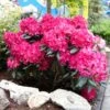 Red Rhododendron Shrub 1 Red Rhododendron Shrub -Green Plant Store Red Rhododendron FGT 600x600 3a65a6f3 2b2f 42ff 9401 dd2ec7848eec