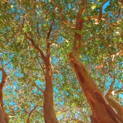 Red Rocket Crape Myrtle 9 Red Rocket Crape Myrtle -Green Plant Store Red Rocket Crape Myrtle