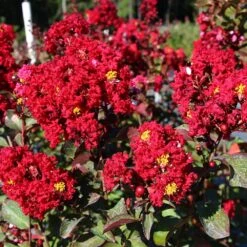 Red Rocket Crape Myrtle 8 Red Rocket Crape Myrtle -Green Plant Store Red Rocket Crape Myrtle FGT 2jpg