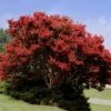 Red Rocket Crape Myrtle -Green Plant Store Red Rocket Crape Myrtle FGT 600x600 469bc91f a206 4709 a513 b9074db91eb3