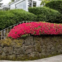 Red Ruffles Azalea Shrub -Green Plant Store Red Ruffles Azalea 7