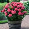 Red Sensation Hydrangea -Green Plant Store Red Sensation Hydrangea FGT 600x600 1b68ee6d 2e74 42f5 860b bc24d927d110