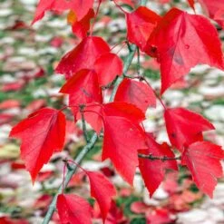 Red Sunset® Maple Tree -Green Plant Store Red Sunset Maple 2