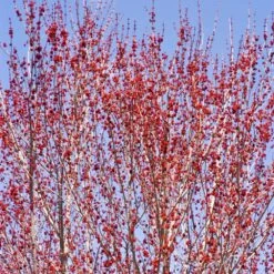 Red Sunset® Maple Tree -Green Plant Store Red Sunset Maple 3
