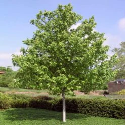 Red Sunset® Maple Tree -Green Plant Store Red Sunset Maple 4