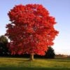 Red Sunset® Maple Tree 1 Red Sunset® Maple Tree -Green Plant Store Red Sunset Maple FGT 600x600 01aa6ecd 05bf 4da3 9d82 bb06c1d9109b