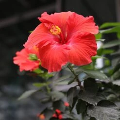 Red Tropical Hibiscus Tree -Green Plant Store Red Tropical Hibiscus Tree 3 FGT