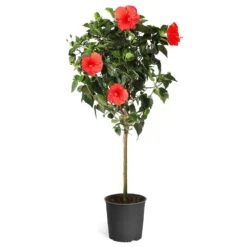 Red Tropical Hibiscus Tree -Green Plant Store Red Tropical Hibiscus Tree 5