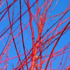 Red Twig Dogwood Shrub -Green Plant Store Red Twig Dogwood 3 FGT