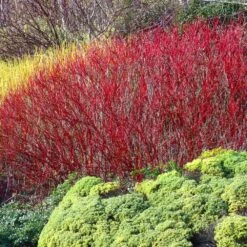 Red Twig Dogwood Shrub -Green Plant Store Red Twig Dogwood 4