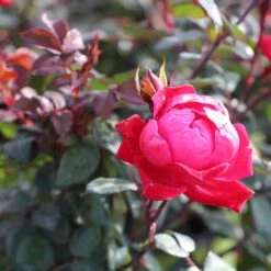 Double Knock Out® Rose -Green Plant Store Red knockout rose 2