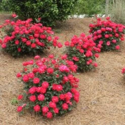 Double Knock Out® Rose -Green Plant Store Red knockout rose 4